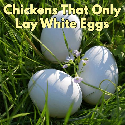 which chickens lay white eggs|do white hens lay eggs.